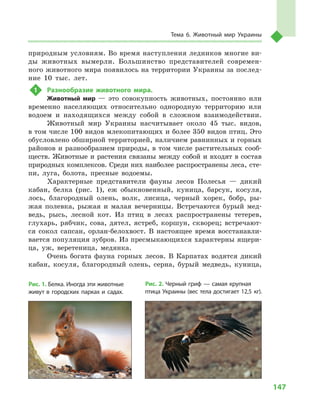 147
Тема 6. Животный мир Украины
природным условиям. Во время наступления ледников многие ви-
ды животных вымерли. Большинство представителей современ-
ного животного мира появилось на территории Украины за послед-
ние 10  тыс. лет.
1	 Разнообразие животного мира.
Животный мир  — это совокупность животных, постоянно или
временно населяющих относительно однородную территорию или
водоем и  находящихся между собой в  сложном взаимодействии.
Животный мир Украины насчитывает около 45  тыс. видов,
в том числе 100 видов млекопитающих и более 350 видов птиц. Это
обусловлено обширной территорией, наличием равнинных и горных
районов и разнообразием природы, в том числе растительных сооб-
ществ. Животные и растения связаны между собой и входят в состав
природных комплексов. Среди них наиболее распространены леса, сте-
пи, луга, болота, пресные водоемы.
Характерные представители фауны лесов Полесья  — дикий
кабан, белка (рис. 1), еж обыкновенный, куница, барсук, косуля,
лось, благородный олень, волк, лисица, черный хорек, бобр, ры-
жая полевка, рыжая и  малая вечерницы. Встречаются бурый мед-
ведь, рысь, лесной кот. Из птиц в  лесах распространены тетерев,
глухарь, рябчик, сова, дятел, ястреб, коршун, скворец; встречают-
ся сокол сапсан, орлан-белохвост. В  настоящее время восстанавли-
вается популяция зубров. Из пресмыкающихся характерны ящери-
ца, уж, веретеница, медянка.
Очень богата фауна горных лесов. В  Карпатах водятся дикий
кабан, косуля, благородный олень, серна, бурый медведь, куница,
Рис. 1. Белка. Иногда эти животные
живут в  городских парках и  садах.
Рис. 2. Черный гриф  — самая крупная
птица Украины (вес тела достигает 12,5  кг).
 