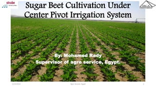 Sugar Beet Cultivation Under
Center Pivot Irrigation System
By: Mohamed Rady
Supervisor of agro service, Egypt.
Agro Service, Egypt 112/4/2014
 