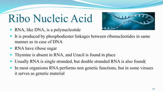 Ribo Nucleic Acid
 RNA, like DNA, is a polynucleotide
 It is produced by phosphodiester linkages between ribonucleotides...
