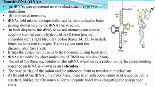 Transfer RNA (tRNA):
• (a) tRNAs are represented as cloverleaf structures in two
dimensions.
• (b) In three dimensions,
• ...