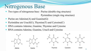 Nitrogenous Base
 Two types of nitrogenous base : Purine (double ring structure)
Pyrimidine (single ring structure)
 Pur...