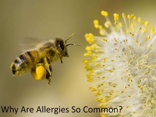 Why Are Allergies So Common?? 