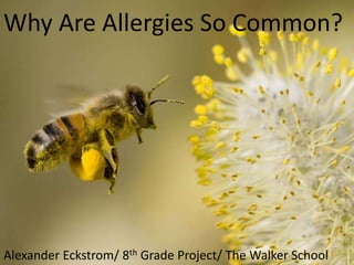 Why Are Allergies So Common? Alexander Eckstrom/ 8th Grade Project/ The Walker School 