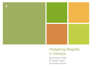 Hedgehog Illegalityin Georgia By Caroline Clabby 8th Grade Project The Walker School 