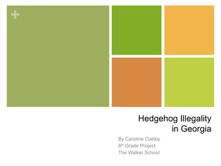 Hedgehog Illegalityin Georgia By Caroline Clabby 8th Grade Project The Walker School 