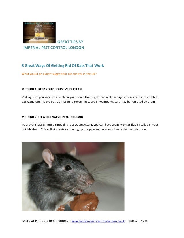 8-great-ways-of-getting-rid-of-rats-that-work-1-638.jpg?cb=1463044892 8-great-ways-of-getting-rid-of-rats-that-work-1-638.jpg?cb=1463044892