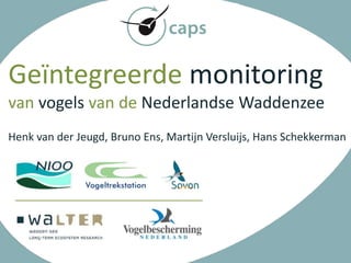 Geïntegreerde monitoring 
van vogels van de Nederlandse Waddenzee 
Henk van der Jeugd, Bruno Ens, Martijn Versluijs, Hans Schekkerman 
 