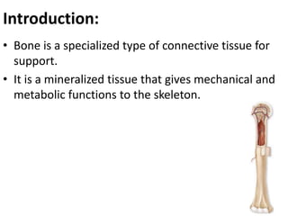 8, Histology of bone.pptx