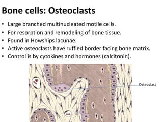 8, Histology of bone.pptx