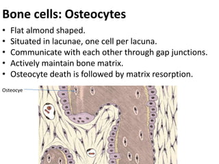 8, Histology of bone.pptx