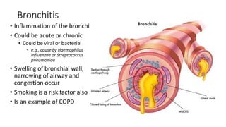 respiratory,,......8_Histology of RS.pdf
