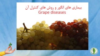 .
‫آن‬ ‫کنترل‬ ‫های‬ ‫روش‬ ‫و‬ ‫انگور‬ ‫های‬ ‫بیماری‬
Grape diseases
 