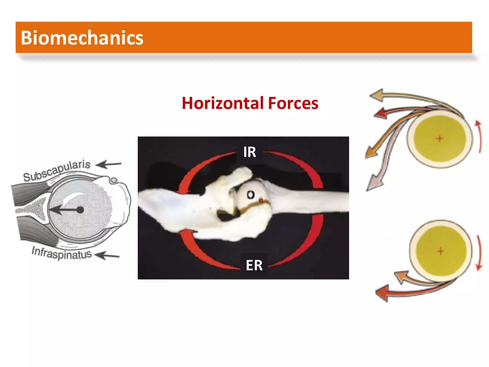 Arthroscopic management of rotator cuff tears larissa 2016 | PDF
