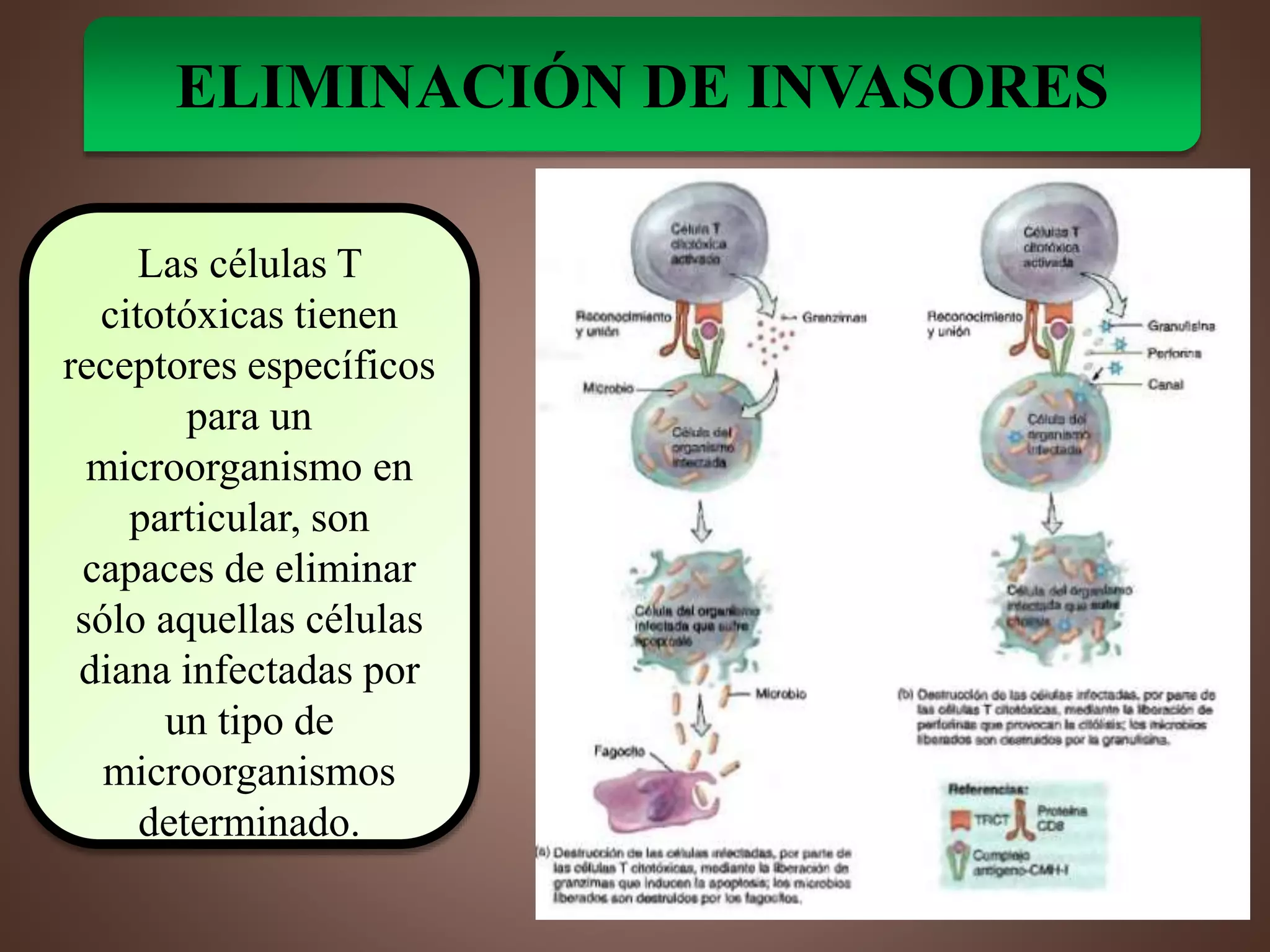Sistema Linfatico y la Inmunidad | PPTX