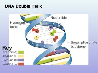 DNA Double Helix
 