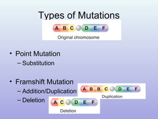 Types of Mutations
• Point Mutation
– Substitution
• Framshift Mutation
– Addition/Duplication
– Deletion
 