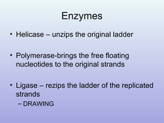 Enzymes
• Helicase – unzips the original ladder
• Polymerase-brings the free floating
nucleotides to the original strands
• Ligase – rezips the ladder of the replicated
strands
– DRAWING
 
