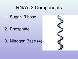 RNA’s 3 Components
1. Sugar- Ribose
2. Phosphate
3. Nitrogen Base (4)
 