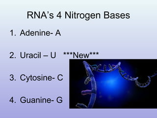 RNA’s 4 Nitrogen Bases
1. Adenine- A
2. Uracil – U ***New***
3. Cytosine- C
4. Guanine- G
 