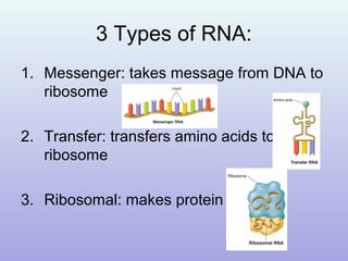 3 Types of RNA:
1. Messenger: takes message from DNA to
ribosome
2. Transfer: transfers amino acids to
ribosome
3. Ribosomal: makes protein
 