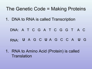 The Genetic Code = Making Proteins
1. DNA to RNA is called Transcription
DNA: A T C G A T C G G T A C
RNA:
1. RNA to Amino Acid (Protein) is called
Translation
U A G C U A G C C A U G
 