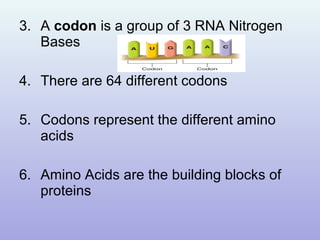3. A codon is a group of 3 RNA Nitrogen
Bases
4. There are 64 different codons
5. Codons represent the different amino
acids
6. Amino Acids are the building blocks of
proteins
 