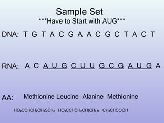 Sample Set
***Have to Start with AUG***
DNA: T G T A C G A A C G C T A C T
RNA:
AA:
A C A U G C U U G C G A U G A
Methionine Leucine Alanine Methionine
HO CCHCH CH SCH HO CCHCH CH(CH ) CH CHCOOH₂ ₂ ₂ ₃ ₂ ₂ ₃ ₂ ₃
 