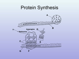 Protein Synthesis
H
 