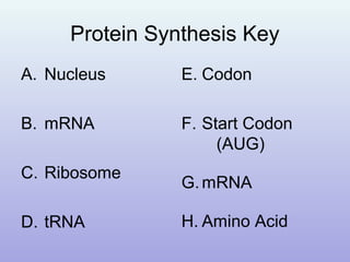 Protein Synthesis Key
A. Nucleus
B. mRNA
C. Ribosome
D. tRNA
E. Codon
F. Start Codon
(AUG)
G.mRNA
H. Amino Acid
 