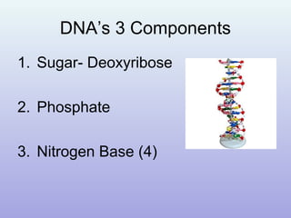 DNA’s 3 Components
1. Sugar- Deoxyribose
2. Phosphate
3. Nitrogen Base (4)
 