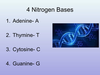 4 Nitrogen Bases
1. Adenine- A
2. Thymine- T
3. Cytosine- C
4. Guanine- G
 