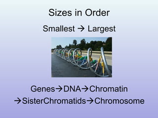 Sizes in Order
Smallest  Largest
GenesDNAChromatin
SisterChromatidsChromosome
 