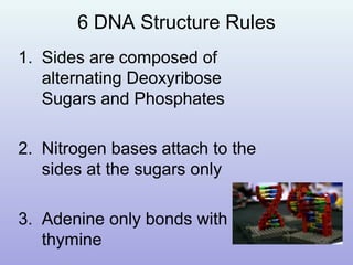 6 DNA Structure Rules
1. Sides are composed of
alternating Deoxyribose
Sugars and Phosphates
2. Nitrogen bases attach to the
sides at the sugars only
3. Adenine only bonds with
thymine
 