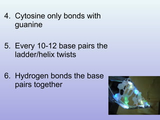 4. Cytosine only bonds with
guanine
5. Every 10-12 base pairs the
ladder/helix twists
6. Hydrogen bonds the base
pairs together
 