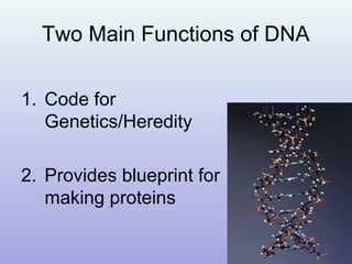 Two Main Functions of DNA
1. Code for
Genetics/Heredity
2. Provides blueprint for
making proteins
 