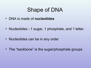 Shape of DNA
• DNA is made of nucleotides
• Nucleotides - 1 sugar, 1 phosphate, and 1 letter.
• Nucleotides can be in any order
• The “backbone” is the sugar/phosphate groups
 