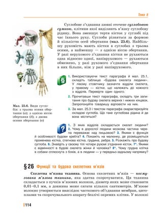 Тема 6
114
Суглобове з’єднання ззовні оточене суглобовою
сумкою, клітини якої виділяють в’язку суглобову
рідину. Вона зменшує тертя кісток у суглобі під
час їхнього руху. Суглоби різняться за формою
й кількістю осей обертання (мал. 25.6). Найбіль-
шу рухомість мають кістки в суглобах з трьома
осями, а найменшу — з однією віссю обертання.
У разі нерухомого з’єднання кістки не рухаються
одна відносно одної, напіврухомого — рухаються
обмежено, у разі рухомого з’єднання обертання
в них більше, ніж у разі напіврухомого.
1. Використовуючи текст параграфа й мал. 25.1,
складіть таблицю «Будова скелета людини».
У лівому стовпчику зазначте відділи скелета,
у правому — кістки, що належать до кожного
з відділів. Перевірте один одного.
2. Прочитавши текст параграфа, складіть три запи-
тання про будову скелета верхніх і нижніх кінцівок.
Запропонуйте товаришу відповісти на них.
3. За мал. 25.3 і текстом параграфа охарактеризуйте
складові суглоба. Що таке суглобова рідина й де
вона міститься?
Мал. 25.6. Види сугло-
бів: з трьома осями обер-
тання (а); з однією віссю
обертання (б); з двома
осями обертання (в)
б
а
в
1. З яких відділів складається скелет людини?
2. Чому в дорослої людини мозкова частина чере-
па переважає над лицьовою? 3. Якими є функція
й особливості будови хребта? 4. Покажіть на малюнку, де розміщуються
променева кістка, стегнова кістка, грудина, ребра. 5. Розкажіть про будову
суглоба. 6. Знайдіть у своєму тілі чотири рухомі з’єднання кісток. 7*. Якими
є відмінності в будові скелета жінки й чоловіка? 8*. Чому грудна клітка
в собаки сплюснута з боків, а в людини — у передньо-задньому напрямку?
§26 Функції та будова скелетних м’язів
Скелетна м’язова тканина. Основа скелетних м’язів — посму-
гована м’язова тканина, яка здатна скорочуватися. Ця тканина
складається з пучків м’язових волокон, діаметр яких може становити
0,01–0,1 мм, а довжина може сягати кількох сантиметрів. М’язове
волокно утворюється внаслідок часткового об’єднання мембран, цито-
плазми та скорочувального апарату безлічі окремих клітин. У волокні
 