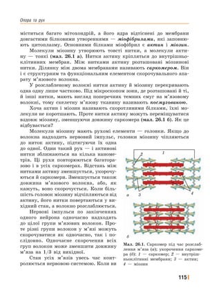 Опора﻿ та﻿ рух
115
міститься багато мітохондрій, а його ядра відтіснені до мембрани
довгастими білковими утвореннями — міофібрилами, які заповню-
ють цитоплазму. Основними білками міофібрил є актин і міозин.
Молекули міозину утворюють товсті нитки, а молекули акти-
ну — тонкі (мал. 26.1 а). Нитки актину кріпляться до внутрішньо-
клітинних мембран. Між нитками актину розташовані міозинові
нитки. Ділянку між двома мембранами називають саркомером. Він
і є структурним та функціональним елементом скорочувального апа-
рату м’язового волокна.
У розслабленому волокні нитки актину й міозину перекривають
одна одну лише частково. Під мікроскопом зони, де розташовані й ті,
й інші нитки, мають вигляд поперечних темних смуг на м’язовому
волокні, тому скелетну м’язову тканину називають посмугованою.
Хоча актин і міозин називають скоротливими білками, їхні мо-
лекули не коротшають. Проте нитки актину можуть переміщуватися
вздовж міозину, зменшуючи довжину саркомера (мал. 26.1 б). Як це
відбувається?
Молекули міозину мають рухомі елементи — головки. Якщо до
волокна надходить нервовий імпульс, головки міозину чіпляються
до ниток актину, підтягуючи їх одна
до одної. Один такий рух — і актинові
нитки зближаються на кілька наноме-
трів. Ці рухи повторюються багатора-
зово і в усіх саркомерах. Відстань між
нитками актину зменшується, укорочу-
ються й саркомери. Зменшується також
довжина м’язового волокна, або, як
кажуть, воно скорочується. Коли біль-
шість головок міозину відчіпляються від
актину, його нитки повертаються у ви-
хідний стан, а волокно розслаблюється.
Нервові імпульси по закінченнях
одного нейрона одночасно надходять
до цілої групи м’язових волокон. Про-
те різні групи волокон у м’язі можуть
скорочуватися як одночасно, так і по-
слідовно. Одночасне скорочення всіх
груп волокон може зменшити довжину
м’яза на 1/3 від вихідної.
Стан усіх м’язів увесь час конт-
ролюється нервовою системою. Коли ви
Мал. 26.1. Саркомер під час розслаб-
лення м’яза (а); укорочення саркоме-
ра (б): 1 — саркомер; 2 — внутріш-
ньоклітинні мембрани; 3 — актин;
4 — міозин
1
43
б
а
2
 