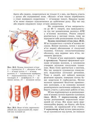Тема 6
116
йдете або сидите, скорочуються не тільки ті з них, що беруть участь
у рухах або підтриманні пози. «Вільні» м’язи також перебувають
у стані помірного скорочення — м’язовому тонусі. Завдяки цьому
м’яз може швидко підключитися до здійснення руху. Під час сну
або втрати свідомості тонус м’язів знижується.
На скорочення м’яза витрачаєть-
ся до 40 % енергії, яка вивільнюєть-
ся під час розщеплення молекул АТФ
у м’язових волокнах. Решта енергії
розсіюється у вигляді тепла, тому ви
відчуваєте себе розпаленими після бігу.
Будова скелетного м’яза (мал. 26.2).
М’яз складається з пучків м’язових во-
локон. Кожне волокно, пучок і власне
м’яз вкриті оболонками зі сполучної
тканини. Спільну сполучнотканинну
оболонку, яка вкриває весь м’яз, на-
зивають фасцією.
У будові м’яза вирізняють черевце
й сухожилля. Черевце сформоване пуч-
ками м’язових волокон, а сухожилля
утворене щільною сполучною ткани-
ною. Воно тісно зростається з окістям.
Під час напруги сухожилля стимулю-
ють відділення кісткової речовини.
Тому в людей, які зайняті важкою
фізичною працею, поверхня кісток бу-
ває шорсткою й горбкуватою. Пучки
волокон пронизані безліччю кровонос-
них капілярів, а на кожному волокні
розміщуються закінчення нейронів, які
беруть участь у регуляції роботи м’яза.
М’язи відрізняються за розташуван-
ням м’язових пучків відносно сухожиль
(мал. 26.3). У паралельному м’язі
пучки розташовані паралельно подо-
вжній осі м’яза. Він може мати вере-
теноподібну форму, як біцепс, або бути
пласким, як кравецький м’яз стегна.
У перистому м’язі пучки приєднують-
ся до сухожилля під кутом, як опахала
Мал. 26.2. Будова скелетного м’яза:
1 — сухожилля; 2 — оболонка м’яза;
3 — м’язові пучки; 4 — м’язове
волокно; 5 — плазматична мембрана;
6 — ендоплазматична сітка; 7 — мі-
тохондрії; 8 — міофібрили; 9 — ак-
тинові нитки; 10 — міозинові нитки
9
10
7
6
54
8
3
2
1
Мал. 26.3. Види м’язів: веретенопо-
дібний (а); паралельний (б); перис-
тий (в); коловий (г)
а б в г
 
