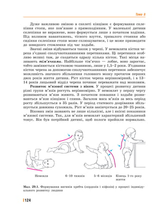 Тема 6
124
Дуже важливою зміною в скелеті кінцівок є формування скле-
піння стопи, яке пов’язане з прямоходінням. У маленької дитини
склепіння не виражене, воно формується лише з початком ходіння.
Під впливом навантажень, тісного взуття, тривалого стояння або
сидіння склепіння стопи може сплющуватися, і це може призводити
до швидкого стомлення під час ходьби.
Значні зміни відбуваються також у черепі. У немовляти кістки че-
репа з’єднані сполучнотканинними перетинками. Ці перетинки особ-
ливо великі там, де сходяться одразу кілька кісток. Такі місця на-
зивають тім’ячками. Найбільше тім’ячко — лобне, воно заростає,
тобто замінюється кістковою тканиною, лише у 1,5–2 роки. З’єднання
кісток черепа за допомогою сполучнотканинних перетинок забезпечує
можливість значного збільшення головного мозку протягом перших
двох років життя дитини. Ріст кісток черепа нерівномірний, і в 13–
14 років лицьовий відділ черепа починає переважати над мозковим.
Розвиток м’язової системи з віком. У процесі розвитку дитини
різні групи м’язів ростуть нерівномірно. У немовлят у першу чергу
розвиваються м’язи живота. З початком повзання і ходьби розви-
ваються м’язи кінцівок і спини. Загалом маса м’язів за весь період
росту збільшується в 35 разів. У період статевого дозрівання збіль-
шується довжина сухожиль. Ріст м’язів закінчується до 20–25 років.
Вікових змін зазнають не лише кількісні, але і якісні показники
м’язової системи. Так, для м’язів немовлят характерний збільшений
тонус. Він був потрібний дитині, щоб пологи пройшли нормально.
Мал. 29.1. Формування вигинів хребта (лордозів і кіфозів) у процесі індивіду-
ального розвитку людини
Немовля 6–10 тижнів 5–6 місяців Кінець 1-го року
життя
 