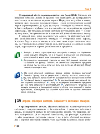 Тема 8
160
Центральний відділ зорового аналізатора (мал. 38.3). Сигнали від
нейронів сітківки лівого й правого ока надходять до центрального
аналізатора по волокнах зорових нервів. Перед тим як увійти в мозок,
частина цих волокон перехрещується. Після перехрещення зорові
нерви спрямовуються до ядер таламуса і стовбура головного мозку.
У їхніх нейронах відбувається наступний етап переробляння зорової
інформації. Від таламуса нервові імпульси потрапляють далі — у зоро-
ву зону кори, яка розташована в потиличній ділянці головного мозку.
У зоровій зоні кори завершується аналіз та відбувається про-
цес розпізнавання зорового стимулу — створення його образу.
У цьому беруть участь також асоціативні зони кори головного моз-
ку. За ушкодження асоціативних зон, пов’язаних із зоровою зоною
кори, порушується зорове розпізнавання предмета.
1. Знайдіть у тексті характеристику сенсорного стимулу, що спричиняє
зорові відчуття. З’ясуйте, чи є в людини аналізатори, які сприймають
електромагнітні хвилі поза діапазоном видимого світла.
2. Запропонуйте товаришеві показати на мал. 38.1 основні складові ока
та назвати їхні функції. Поясніть, як змінюється зображення предмета
на сітківці під час зміни оптичної сили ока із 65 до 58 діоптрій. Нехай
товариш перевірить вас.
1. На який фізичний подразник реагує зорова сенсорна система?
2. Опишіть будову ока — рецепторного відділу зорового аналізатора.
3. Від чого залежить колір очей? Чи змінюватиметься він протягом життя?
4. Які функції виконує кришталик? 5. Де розташований центральний ор-
ган зорового аналізатора? 6*. Чому за надмірного наближення предмета
до ока його зображення розмивається? 7*. Спрогнозуйте труднощі, які
можуть виникнути у формуванні зорового образу після операції із заміни
кришталика, враховуючи, що штучний кришталик не здатний змінювати
свою кривизну.
§39 Зорова сенсорна система. Сприйняття світлових стимулів
Характеристики світла. Найважливішими характеристиками
світлового випромінювання є інтенсивність і довжина світлових
хвиль. Розрізняти світло за інтенсивністю вміють усі тварини, на-
віть найпростіші. А от зоровий аналізатор, що реєструє відміннос-
ті між довжиною світлових хвиль, є не в усіх. Людині поталани-
ло: її зоровій сенсорній системі така здатність властива. Наші фото-
 