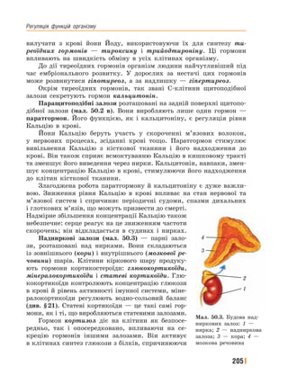 Регуляція﻿ функцій﻿ організму
205
вилучати з крові йони Йоду, використовуючи їх для синтезу ти-
реоїдних гормонів — тироксину і трийодтироніну. Ці гормони
впливають на швидкість обміну в усіх клітинах організму.
До дії тиреоїдних гормонів організм людини найчутливіший під
час ембріонального розвитку. У дорослих за нестачі цих гормонів
може розвинутися гіпотиреоз, а за надлишку — гіпертиреоз.
Окрім тиреоїдних гормонів, так звані С-клітини щитоподібної
залози секретують гормон кальцитонін.
Паращитоподібні залози розташовані на задній поверхні щитопо-
дібної залози (мал. 50.2 в). Вони виробляють лише один гормон —
паратгормон. Його функцією, як і кальцитоніну, є регуляція рівня
Кальцію в крові.
Йони Кальцію беруть участь у скороченні м’язових волокон,
у нервових процесах, зсіданні крові тощо. Паратгормон стимулює
вивільнення Кальцію з кісткової тканини і його надходження до
крові. Він також сприяє всмоктуванню Кальцію в кишковому тракті
та зменшує його виведення через нирки. Кальцитонін, навпаки, змен-
шує концентрацію Кальцію в крові, стимулюючи його надходження
до клітин кісткової тканини.
Злагоджена робота паратгормону й кальцитоніну є дуже важли-
вою. Зниження рівня Кальцію в крові впливає на стан нервової та
м’язової систем і спричиняє періодичні судоми, спазми дихальних
і глоткових м’язів, що можуть призвести до смерті.
Надмірне збільшення концентрації Кальцію також
небезпечне: серце реагує на це зниженням частоти
скорочень; він відкладається в судинах і нирках.
Надниркові залози (мал. 50.3) — парні зало-
зи, розташовані над нирками. Вони складаються
із зовнішнього (кори) і внутрішнього (мозкової ре-
човини) шарів. Клітини кіркового шару продуку-
ють гормони кортикостероїди: глюкокортикоїди,
мінералокортикоїди і статеві кортикоїди. Глю-
кокортикоїди контролюють концентрацію глюкози
в крові й рівень активності імунної системи, міне-
ралокортикоїди регулюють водно-сольовий баланс
(див. §21). Статеві кортикоїди — це такі самі гор-
мони, як і ті, що виробляються статевими залозами.
Гормон кортизол діє на клітини як безпосе-
редньо, так і опосередковано, впливаючи на се-
крецію гормонів іншими залозами. Він активує
в клітинах синтез глюкози з білків, спричинюючи
Мал. 50.3. Будова над-
ниркових залоз: 1 —
нирка; 2 — надниркова
залоза; 3 — кора; 4 —
мозкова речовина
4
3
2
1
 