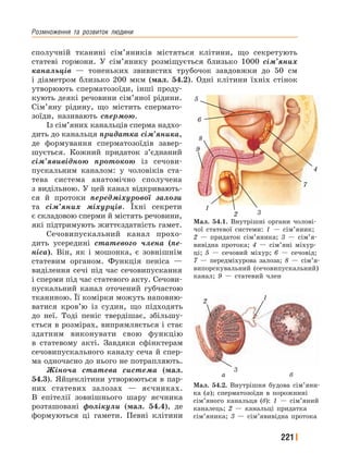 Розмноження﻿ та﻿ розвиток﻿ людини
221
сполучній тканині сім’яників містяться клітини, що секретують
статеві гормони. У сім’янику розміщується близько 1000 сім’яних
канальців — тоненьких звивистих трубочок завдовжки до 50 см
і діаметром близько 200 мкм (мал. 54.2). Одні клітини їхніх стінок
утворюють сперматозоїди, інші проду-
кують деякі речовини сім’яної рідини.
Сім’яну рідину, що містить спермато-
зоїди, називають спермою.
Із сім’яних канальців сперма надхо-
дить до канальця придатка сім’яника,
де формування сперматозоїдів завер-
шується. Кожний придаток з’єднаний
сім’явивідною протокою із сечови-
пускальним каналом: у чоловіків ста-
тева система анатомічно сполучена
з видільною. У цей канал відкривають-
ся й протоки передміхурової залози
та сім’яних міхурців. Їхні секрети
є складовою сперми й містять речовини,
які підтримують життєздатність гамет.
Сечовипускальний канал прохо-
дить усередині статевого члена (пе-
ніса). Він, як і мошонка, є зовнішнім
статевим органом. Функція пеніса —
виділення сечі під час сечовипускання
і сперми під час статевого акту. Сечови-
пускальний канал оточений губчастою
тканиною. Її комірки можуть наповню-
ватися кров’ю із судин, що підходять
до неї. Тоді пеніс твердішає, збільшу-
ється в розмірах, випрямляється і стає
здатним виконувати свою функцію
в статевому акті. Завдяки сфінктерам
сечовипускального каналу сеча й спер-
ма одночасно до нього не потрапляють.
Жіноча статева система (мал.
54.3). Яйцеклітини утворюються в пар-
них статевих залозах — яєчниках.
В епітелії зовнішнього шару яєчника
розташовані фолікули (мал. 54.4), де
формуються ці гамети. Певні клітини
Мал. 54.1. Внутрішні органи чолові-
чої статевої системи: 1 — сім’яник;
2 — придаток сім’яника; 3 — сім’я-
вивідна протока; 4 — сім’яні міхур-
ці; 5 — сечовий міхур; 6 — сечовід;
7 — передміхурова залоза; 8 — сім’я-
випорскувальний (сечовипускальний)
канал; 9 — статевий член
1
2 3
7
4
5
6
8
9
Мал. 54.2. Внутрішня будова сім’яни-
ка (а); сперматозоїди в порожнині
сім’яного канальця (б): 1 — сім’яний
каналець; 2 — канальці придатка
сім’яника; 3 — сім’явивідна протока
а
3
б
2
1
 
