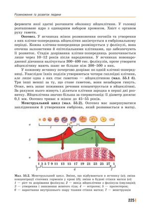 Розмноження﻿ та﻿ розвиток﻿ людини
225
ферменти якої здатні розчиняти оболонку яйцеклітини. У головці
розташоване ядро з одинарним набором хромосом. Хвіст є органом
руху гамети.
Оогенез. У яєчниках жінок розмноження оогоніїв та утворення
з них клітин-попередниць яйцеклітин закінчується в ембріональному
періоді. Кожна клітина-попередниця розміщується у фолікулі, вона
оточена залозистими й епітеліальними клітинами, що забезпечують
її розвиток. Стадія дозрівання клітин-попередниць розпочинається
лише через 10–12 років після народження. У яєчниках новонаро-
дженої дівчинки налічується 300–400 тис. фолікулів, проте утворити
яйцеклітину мають шанс не більше ніж 300–500 з них.
У кожному яєчнику почергово дозріває по одній клітині-поперед-
ниці. Унаслідок їхніх поділів утворюються чотири гаплоїдні клітини,
але лише одна з них стає гаметою — яйцеклітиною (мал. 55.1 б).
Три інші менші за ту, що стане гаметою, вони незабаром гинуть.
Отже, весь запас поживних речовин концентрується в яйцеклітині.
За рахунок нього живуть і діляться клітини зародка в перші дні роз-
витку. Яйцеклітина значно більша за сперматозоїд: її діаметр досягає
0,1 мм. Оогенез триває в жінок до 45–55 років.
Менструальний цикл (мал. 55.2). Оогенез має завершуватися
заплідненням й утворенням ембріона, який розвивається в матці.
Мал. 55.2. Менструальний цикл. Зміни, що відбуваються в яєчнику (а); зміна
концентрації статевих гормонів у крові (б); зміни в будові стінки матки (в):
1 — ріст та дозрівання фолікула; 2 — вихід яйцеклітини з фолікула (овуляція);
3 — утворення і зникнення жовтого тіла; 4 — естроген; 5 — прогестерон;
6 — наростання внутрішнього шару тканин стінки матки; 7 — менструація
1 3 5 7 9 11 13 15 17 19 21 23 25 27 1
1
7 6 7
2
4
5
3
а
б
в
 