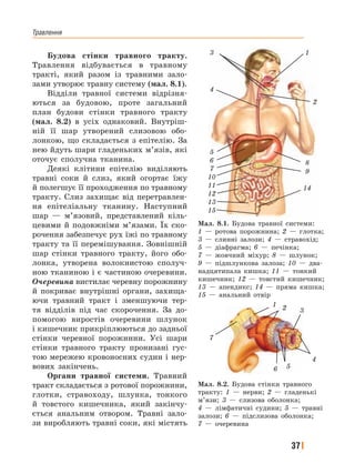 Травлення
37
Будова стінки травного тракту.
Травлення відбувається в травному
тракті, який разом із травними зало-
зами утворює травну систему (мал. 8.1).
Відділи травної системи відрізня-
ються за будовою, проте загальний
план будови стінки травного тракту
(мал. 8.2) в усіх однаковий. Внутріш-
ній її шар утворений слизовою обо-
лонкою, що складається з епітелію. За
нею йдуть шари гладеньких м’язів, які
оточує сполучна тканина.
Деякі клітини епітелію виділяють
травні соки й слиз, який огортає їжу
й полегшує її проходження по травному
тракту. Слиз захищає від перетравлен-
ня епітеліальну тканину. Наступний
шар — м’язовий, представлений кіль-
цевими й подовжніми м’язами. Їх ско-
рочення забезпечує рух їжі по травному
тракту та її перемішування. Зовнішній
шар стінки травного тракту, його обо-
лонка, утворена волокнистою сполуч-
ною тканиною і є частиною очеревини.
Очеревина вистилає черевну порожнину
й покриває внутрішні органи, захища-
ючи травний тракт і зменшуючи тер-
тя відділів під час скорочення. За до-
помогою виростів очеревини шлунок
і кишечник прикріплюються до задньої
стінки черевної порожнини. Усі шари
стінки травного тракту пронизані гус-
тою мережею кровоносних судин і нер-
вових закінчень.
Органи травної системи. Травний
тракт складається з ротової порожнини,
глотки, стравоходу, шлунка, тонкого
й товстого кишечника, який закінчу-
ється анальним отвором. Травні зало-
зи виробляють травні соки, які містять
Мал. 8.1. Будова травної системи:
1 — ротова порожнина; 2 — глотка;
3 — слинні залози; 4 — стравохід;
5 — діафрагма; 6 — печінка;
7 — жовчний міхур; 8 — шлунок;
9 — підшлункова залоза; 10 — два-
надцятипала кишка; 11 — тонкий
кишечник; 12 — товстий кишечник;
13 — апендикс; 14 — пряма кишка;
15 — анальний отвір
3 1
2
8
9
14
15
13
12
11
10
7
6
5
4
Мал. 8.2. Будова стінки травного
тракту: 1 — нерви; 2 — гладенькі
м’язи; 3 — слизова оболонка;
4 — лімфатичні судини; 5 — травні
залози; 6 — підслизова оболонка;
7 — очеревина
3
4
56
21
7
 