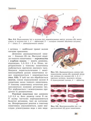Травлення
39
і печінка — найбільші травні залози
системи травлення.
Довжина дванадцятипалої киш-
ки — близько 25 см. Наступні відді-
ли тонкого кишечника — порожниста
і клубова кишки — мають довжину,
відповідно, 1,5–2,5 і 3 м. Отже, пе-
ретравлення у тонкому кишечнику
відбувається протягом значного часу.
Завдяки перистальтичним і маят-
никоподібним рухам кишечника хі-
мус перемішується і переміщується
(мал. 8.6). У цей час він обробляється
жовчю, соком підшлункової залози й
секретами залоз тонкого кишечника.
У тонкому кишечнику остаточно роз-
щеплюються поживні речовини їжі.
Тут відбувається і всмоктування про-
дуктів їх розщеплення.
Товстий кишечник має довжину
1,2–1,5 м, його діаметр сягає 9 см.
У ньому частково перетравлюються
баластні речовини, такі як кліткови-
на. Неперетравлені рештки в товстому
кишечнику ущільнюються, адже вна-
слідок усмоктування вода з них вида-
Мал. 8.4. Надходження їжі в шлунок (а); перемішування вмісту шлунка (б); вихід
хімусу зі шлунка (в): 1, 4 — сфінктери; 2 — складки слизової оболонки шлунка;
3 — хімус; 5 — дванадцятипала кишка
а б в
1
2
3
45
Мал. 8.6. Маятникоподібні (а) і пе-
ристальтичні (б) рухи кишечника
Мал. 8.5. Дванадцятипала кишка (а);
підшлункова залоза (б); жовчний міхур
(в); печінка (г); шлунок (д): 1, 2, 3 —
протоки печінки, жовчного міхура
й підшлункової залози; 4 — сфінктер
а б
а
б
д
в
г
3
4
2
1
 