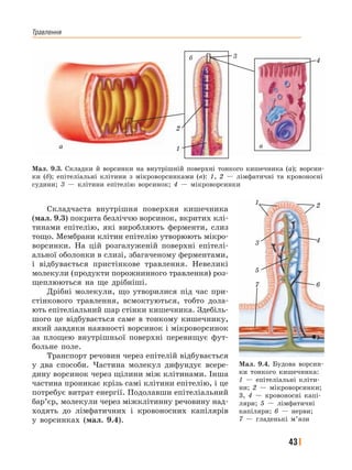 Травлення
43
Складчаста внутрішня поверхня кишечника
(мал. 9.3) покрита безліччю ворсинок, вкритих клі-
тинами епітелію, які виробляють ферменти, слиз
тощо. Мембрани клітин епітелію утворюють мікро-
ворсинки. На цій розгалуженій поверхні епітелі-
альної оболонки в слизі, збагаченому ферментами,
і відбувається пристінкове травлення. Невеликі
молекули (продукти порожнинного травлення) роз-
щеплюються на ще дрібніші.
Дрібні молекули, що утворилися під час при-
стінкового травлення, всмоктуються, тобто дола-
ють епітеліальний шар стінки кишечника. Здебіль-
шого це відбувається саме в тонкому кишечнику,
який завдяки наявності ворсинок і мікроворсинок
за площею внутрішньої поверхні перевищує фут-
больне поле.
Транспорт речовин через епітелій відбувається
у два способи. Частина молекул дифундує всере-
дину ворсинок через щілини між клітинами. Інша
частина проникає крізь самі клітини епітелію, і це
потребує витрат енергії. Подолавши епітеліальний
бар’єр, молекули через міжклітинну речовину над-
ходять до лімфатичних і кровоносних капілярів
у ворсинках (мал. 9.4).
Мал. 9.3. Складки й ворсинки на внутрішній поверхні тонкого кишечника (а); ворсин-
ки (б); епітеліальні клітини з мікроворсинками (в): 1, 2 — лімфатичні та кровоносні
судини; 3 — клітини епітелію ворсинок; 4 — мікроворсинки
а
2
1
б
в
4
3
Мал. 9.4. Будова ворсин-
ки тонкого кишечника:
1 — епітеліальні кліти-
ни; 2 — мікроворсинки;
3, 4 — кровоносні капі-
ляри; 5 — лімфатичні
капіляри; 6 — нерви;
7 — гладенькі м’язи
21
3
5
7
4
6
 
