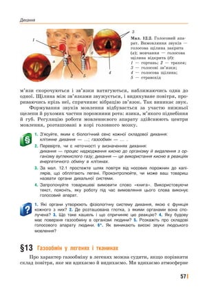 Дихання
57
м’язи скорочуються і зв’язки натягуються, наближаючись одна до
одної. Щілина між зв’язками звужується, і видихуване повітря, про-
риваючись крізь неї, спричиняє вібрацію зв’язок. Так виникає звук.
Формування звуків мовлення відбувається за участю нижньої
щелепи й рухомих частин порожнини рота: язика, м’якого піднебіння
й губ. Регуляцію роботи мовленнєвого апарату здійснюють центри
мовлення, розташовані в корі головного мозку.
1. З’ясуйте, яким є біологічний сенс кожної складової дихання:
клітинне дихання — …; газообмін — … .
2. Перевірте, чи є неточності у визначеннях дихання:
дихання — процес надходження кисню до організму й видалення з ор-
ганізму вуглекислого газу; дихання — це використання кисню в реакціях
енергетичного обміну в клітинах.
3. За мал. 12.1 простежте шлях повітря від носових порожнин до капі-
лярів, що обплітають легені. Проконтролюйте, чи може ваш товариш
назвати органи дихальної системи.
4. Запропонуйте товаришеві вимовити слово «книга». Використовуючи
текст, поясніть, яку роботу під час вимовляння цього слова виконує
голосовий апарат.
1. Які органи утворюють фізіологічну систему дихання, якою є функція
кожного з них? 2. Де розташована глотка, з якими органами вона спо-
лучена? 3. Що таке кашель і що спричиняє цю реакцію? 4. Яку будову
має поверхня газообміну в організмі людини? 5. Розкажіть про складові
голосового апарату людини. 6*. Як виникають високі звуки людського
мовлення?
§13 Газообмін у легенях і тканинах
Про характер газообміну в легенях можна судити, якщо порівняти
склад повітря, яке ми вдихаємо й видихаємо. Ми вдихаємо атмосферне
Мал. 12.2. Голосовий апа-
рат. Вимовляння звуків —
голосова щілина закрита
(а); мовчання — голосова
щілина відкрита (б):
1 — гортань; 2 — трахея;
3 — голосові зв’язки;
4 — голосова щілина;
5 — стравохід
а
б
1
5
4
2
3
 