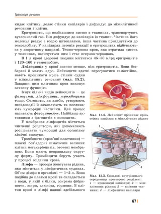 Транспорт﻿ речовин
67
кидає клітину, долає стінки капілярів і дифундує до міжклітинної
речовини і клітин.
Еритроцити, що позбавилися кисню в тканинах, транспортують
вуглекислий газ. Він дифундує до капілярів із тканин. Частина його
молекул реагує з водою цитоплазми, інша частина приєднується до
гемоглобіну. У капілярах легенів реакції в еритроцитах відбувають-
ся у зворотному напрямі. Темно-червона кров, яка втратила кисень
у тканинах, насичується ним і стає яскраво-червоною.
В 1 л крові здорової людини міститься 45–50 млрд еритроцитів
і 120–160 г гемоглобіну.
Лейкоцитів у крові значно менше, ніж еритроцитів. Вони без-
барвні й мають ядро. Лейкоцити здатні пересуватися самостійно,
навіть проникати крізь стінки судин
у міжклітинну речовину (мал. 15.2).
Завдяки цим клітинам кров виконує
захисну функцію.
Існує кілька видів лейкоцитів — це
фагоцити, лімфоцити, тромбоцити
тощо. Фагоцити, як амеби, утворюють
псевдоподії й захоплюють та поглина-
ють чужорідні частинки. Цей процес
називають фагоцитозом. Найбільш ак-
тивними з фагоцитів є моноцити.
У мембранах лімфоцитів містяться
численні рецептори, які допомагають
розпізнавати чужорідні для організму
хімічні сполуки.
Тромбоцити (кров’яні пластинки) —
пласкі без’ядерні шматочки великих
клітин мегакаріоцитів, оточені мембра-
ною. Вони мають неправильну округ-
лу форму. Тромбоцити беруть участь
у процесі зсідання крові.
Лімфа — прозора жовтувата рідина,
яка міститься у лімфатичних судинах.
Об’єм лімфи в організмі — 1–2 л. Вона
подібна до плазми крові та складається
з води, у якій є білки, зокрема фібри-
ноген, жири, глюкоза, гормони. З клі-
тин крові в лімфі наявні здебільшого
Мал. 15.2. Лейкоцит проникає крізь
стінку капіляра в міжклітинну рідину
Мал. 15.3. Складові внутрішнього
середовища просторово розділені:
1 — кровоносні капіляри; 2 — між-
клітинна рідина; 3 — клітини тка-
нини; 4 — лімфатичні капіляри
3
42
1
 