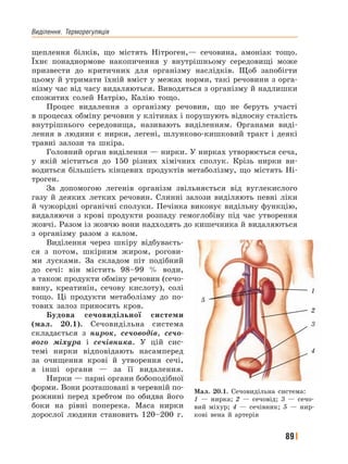 Виділення.﻿ Терморегуляція
89
щеплення білків, що містять Нітроген,— сечовина, амоніак тощо.
Їхнє понаднормове накопичення у внутрішньому середовищі може
призвести до критичних для організму наслідків. Щоб запобігти
цьому й утримати їхній вміст у межах норми, такі речовини з орга-
нізму час від часу видаляються. Виводяться з організму й надлишки
спожитих солей Натрію, Калію тощо.
Процес видалення з організму речовин, що не беруть участі
в процесах обміну речовин у клітинах і порушують відносну сталість
внутрішнього середовища, називають виділенням. Органами виді-
лення в людини є нирки, легені, шлунково-кишковий тракт і деякі
травні залози та шкіра.
Головний орган виділення — нирки. У нирках утворюється сеча,
у якій міститься до 150 різних хімічних сполук. Крізь нирки ви-
водиться більшість кінцевих продуктів метаболізму, що містять Ні-
троген.
За допомогою легенів організм звільняється від вуглекислого
газу й деяких летких речовин. Слинні залози виділяють певні ліки
й чужорідні органічні сполуки. Печінка виконує видільну функцію,
видаляючи з крові продукти розпаду гемоглобіну під час утворення
жовчі. Разом із жовчю вони надходять до кишечника й видаляються
з організму разом з калом.
Виділення через шкіру відбуваєть-
ся з потом, шкірним жиром, рогови-
ми лусками. За складом піт подібний
до сечі: він містить 98–99 % води,
а також продукти обміну речовин (сечо-
вину, креатинін, сечову кислоту), солі
тощо. Ці продукти метаболізму до по-
тових залоз приносить кров.
Будова сечовидільної системи
(мал. 20.1). Сечовидільна система
складається з нирок, сечоводів, сечо-
вого міхура і сечівника. У цій сис-
темі нирки відповідають насамперед
за очищення крові й утворення сечі,
а інші органи — за її видалення.
Нирки — парні органи бобоподібної
форми. Вони розташовані в черевній по-
рожнині перед хребтом по обидва його
боки на рівні поперека. Маса нирки
дорослої людини становить 120–200 г.
Мал. 20.1. Сечовидільна система:
1 — нирка; 2 — сечовід; 3 — сечо-
вий міхур; 4 — сечівник; 5 — нир-
кові вена й артерія
5
1
2
3
4
 